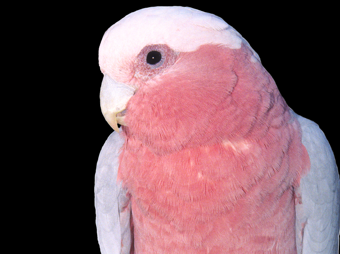 Rose Breasted Cockatoo, Galah