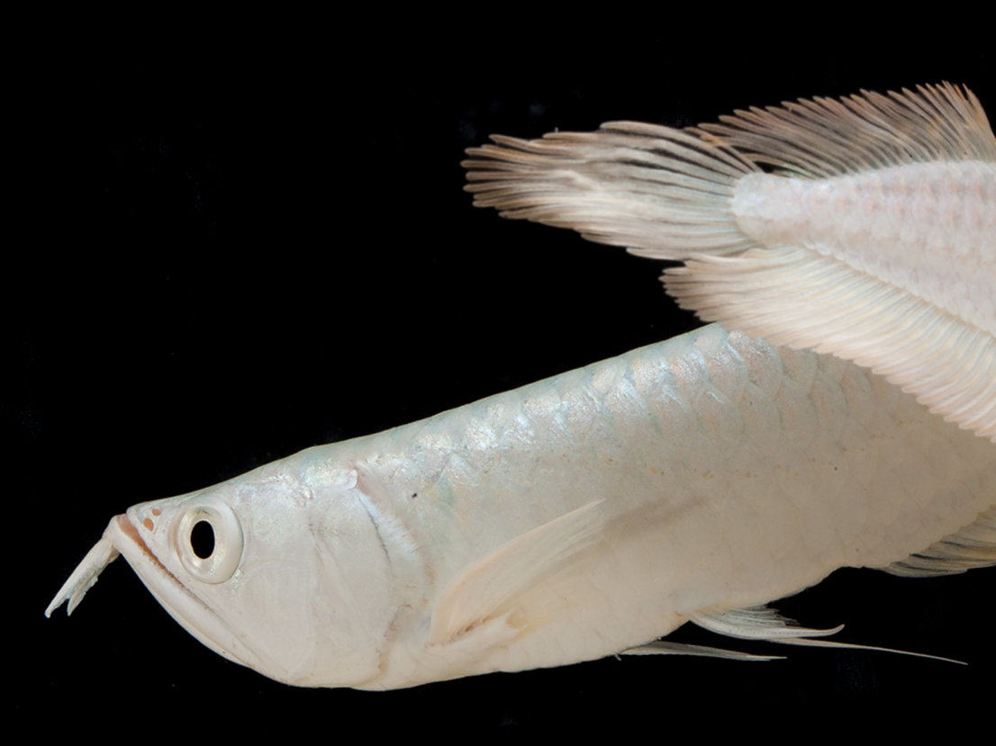 Platinum Arowana swimming