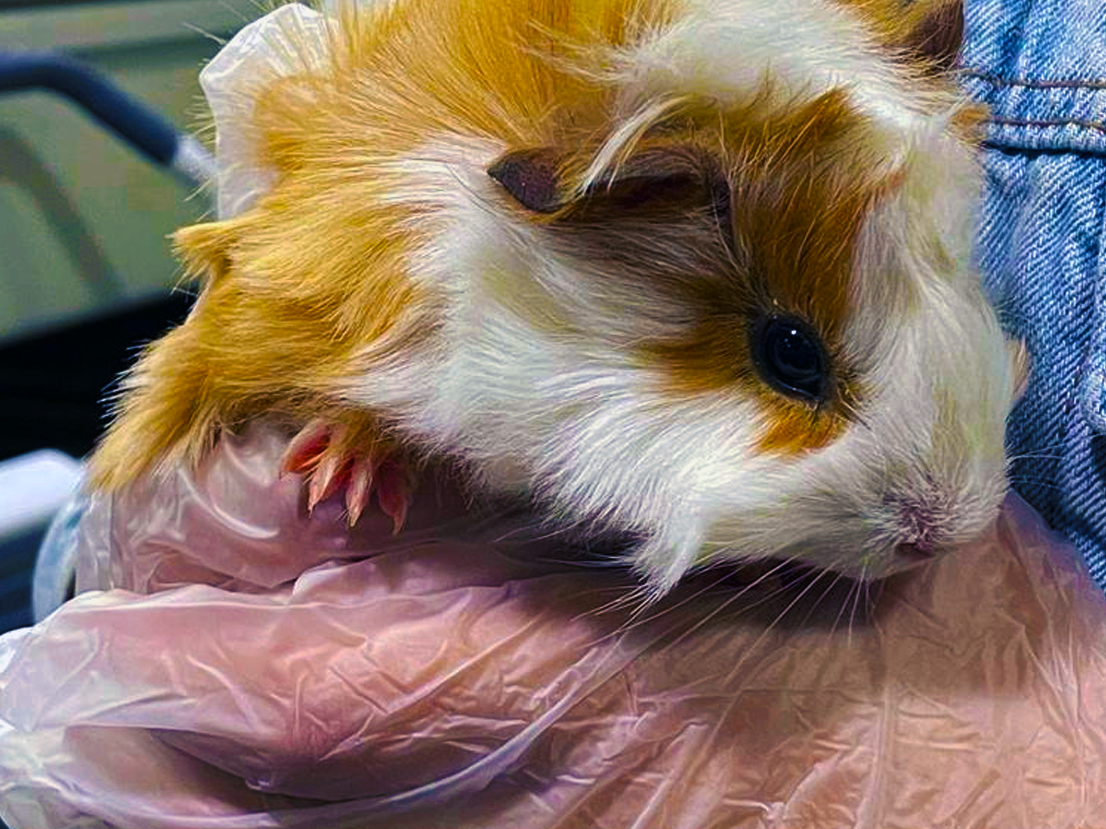 Segrest Inc employee holding Brown and White Guinea Pig