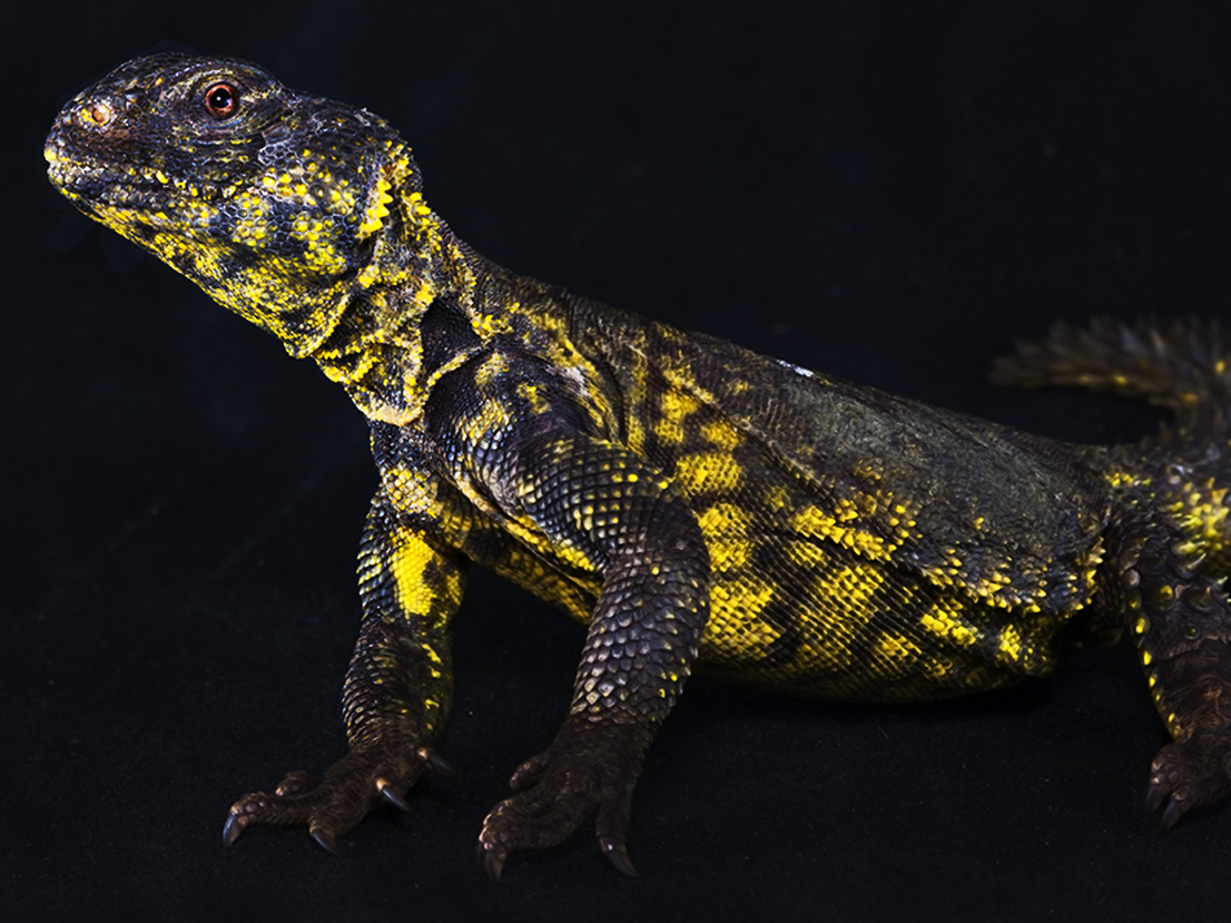 Uromastyx lizard