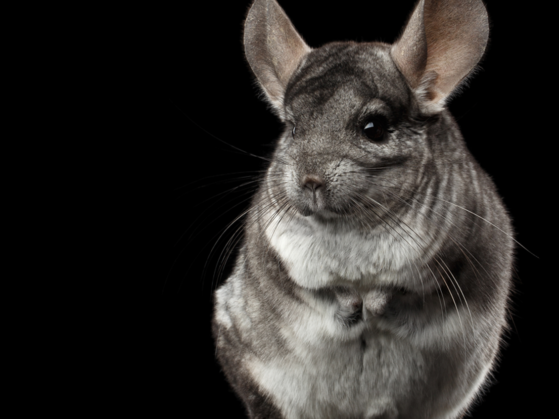 Gray Chinchilla standing