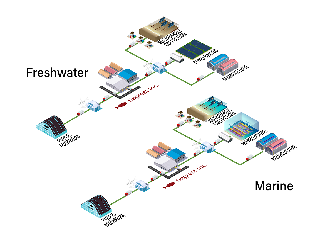 Supply Chain graphic for Freshwater and Marine