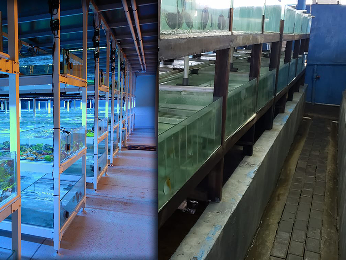 International Fish Rooms