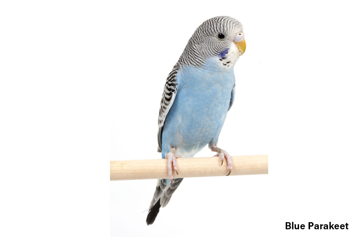 Blue Parakeet