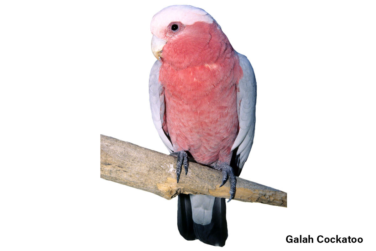 Galah Cockatoo