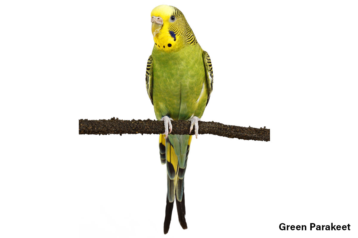 Green Parakeet