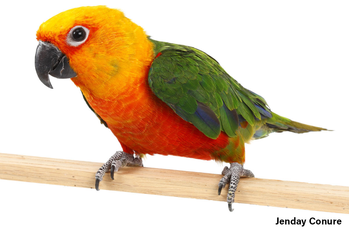 Jenday Conure