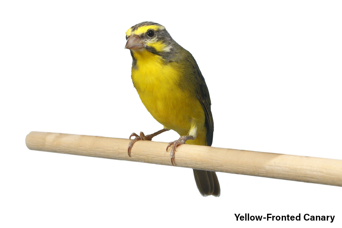 Yellow-Fronted Canary