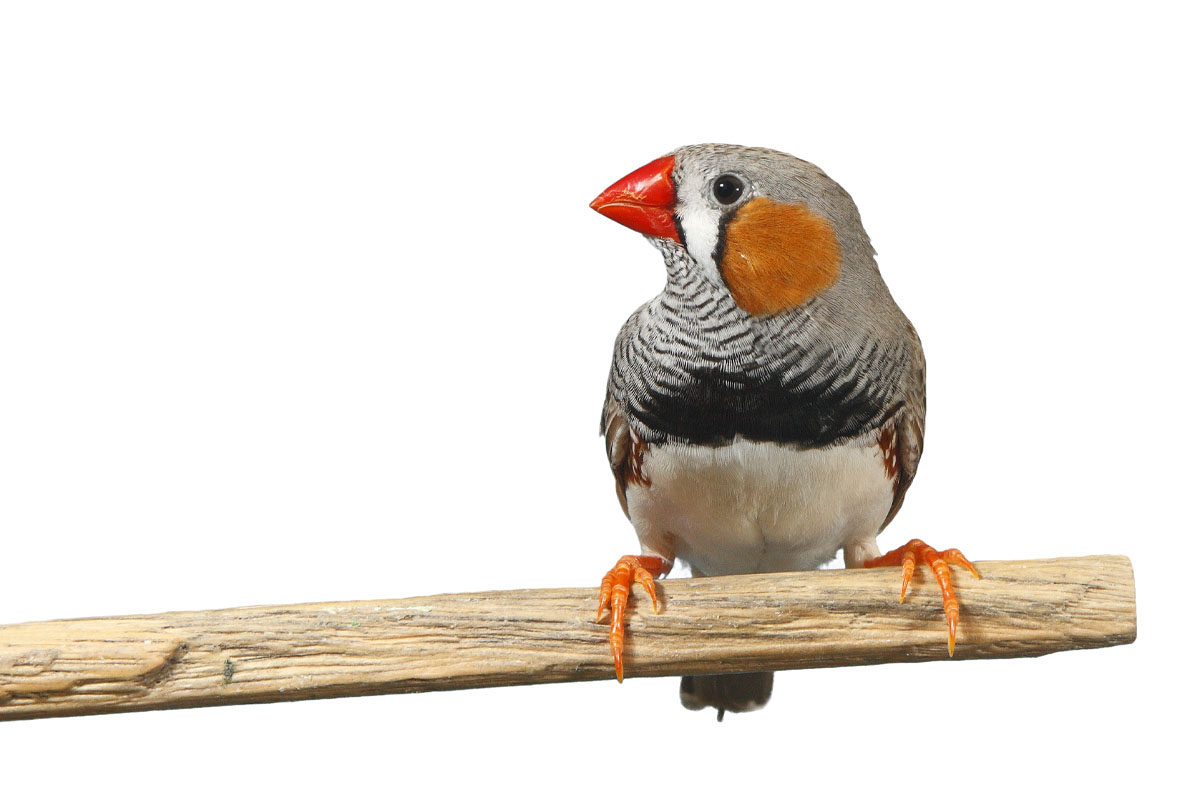 Zebra Finch