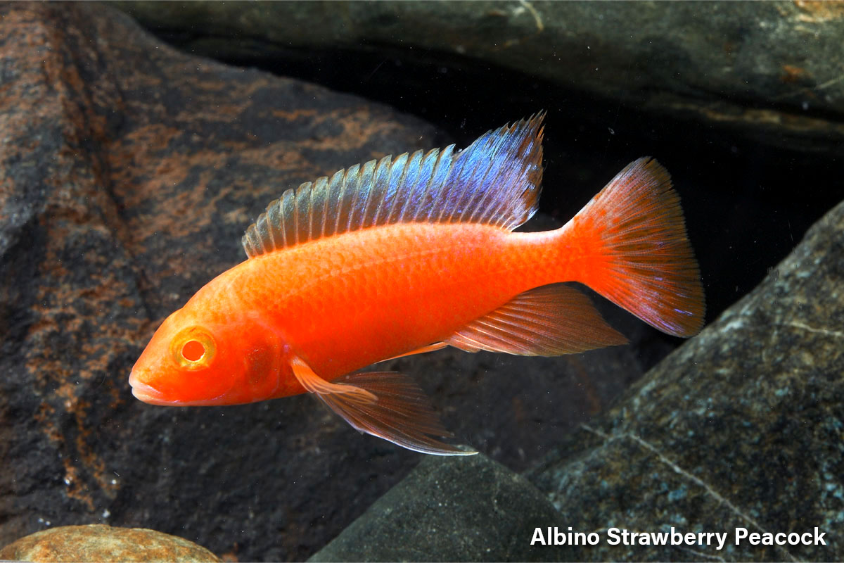 Albino Strawberry Peacock