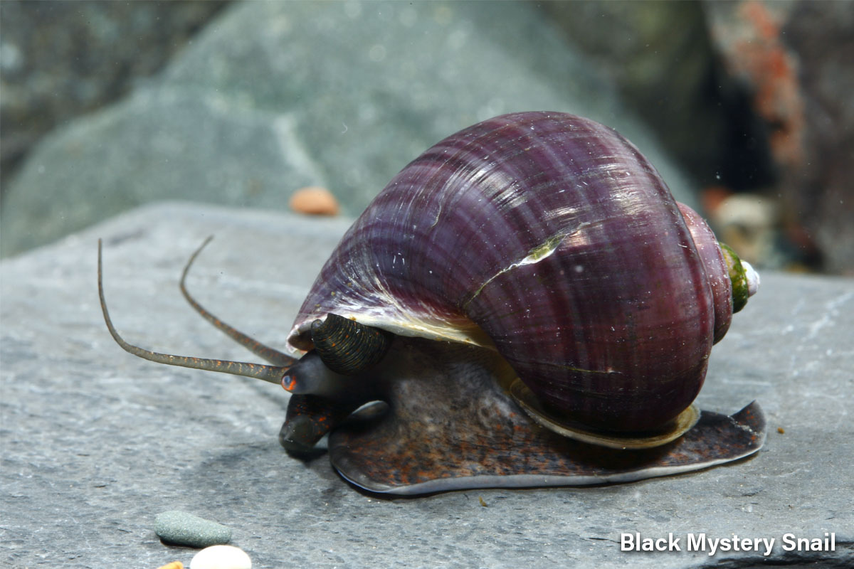 Black Mystery Snail