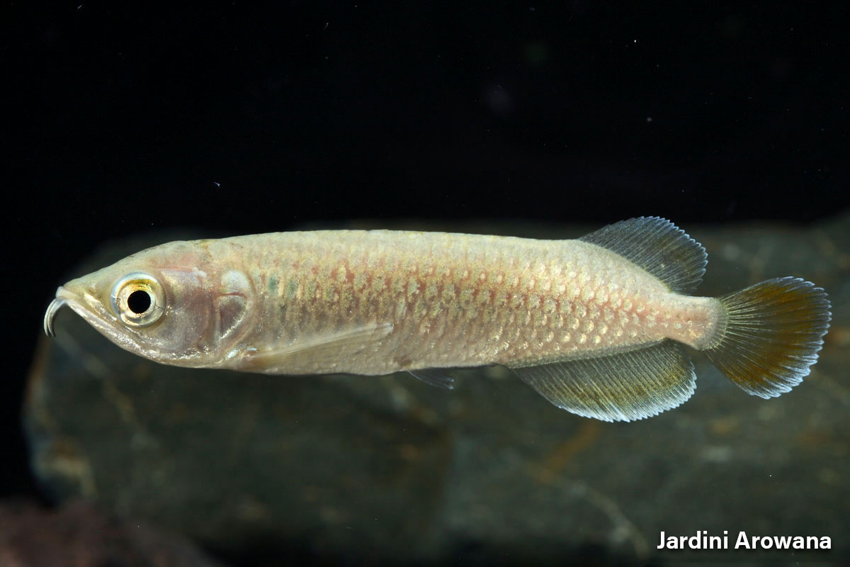 Jardini Arowana