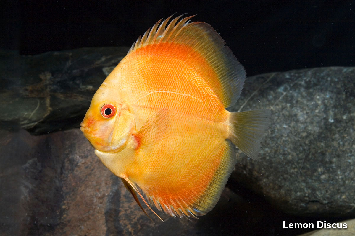 Lemon Discus