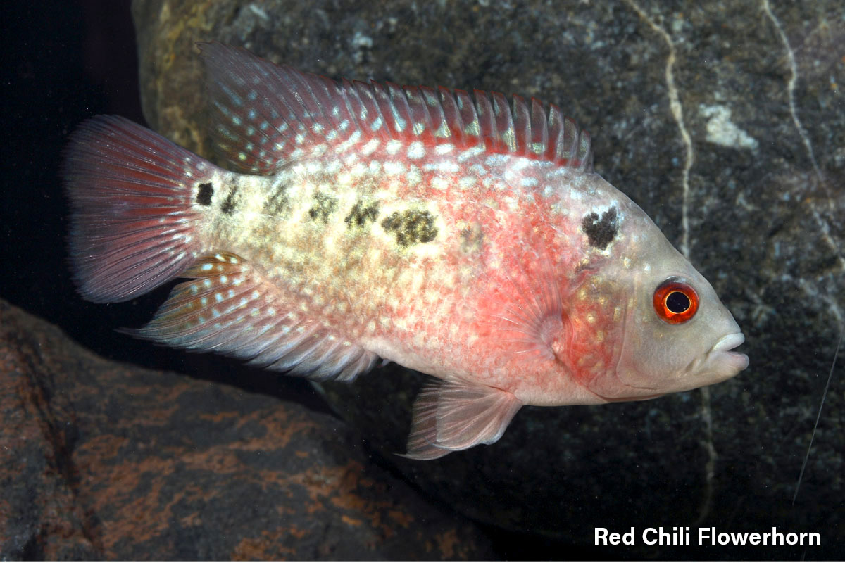 Red Chili Flowerhorn