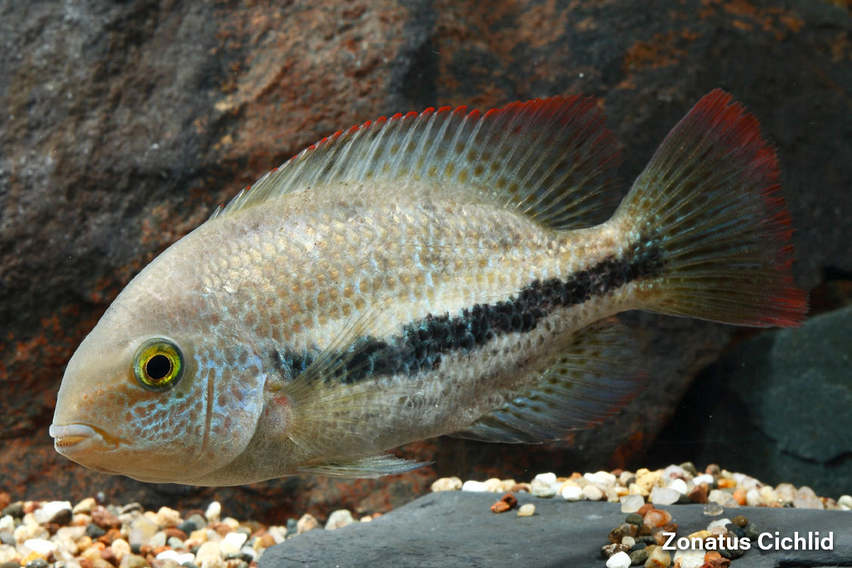 Zonatus Cichlid