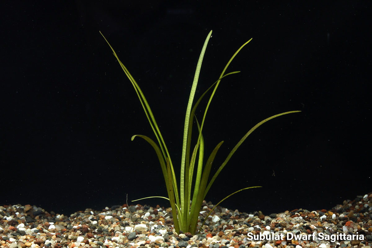 Subulat Dwarf Sagittaria