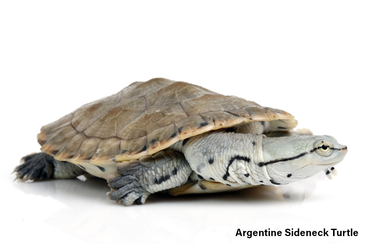 Argentine Sideneck Turtle