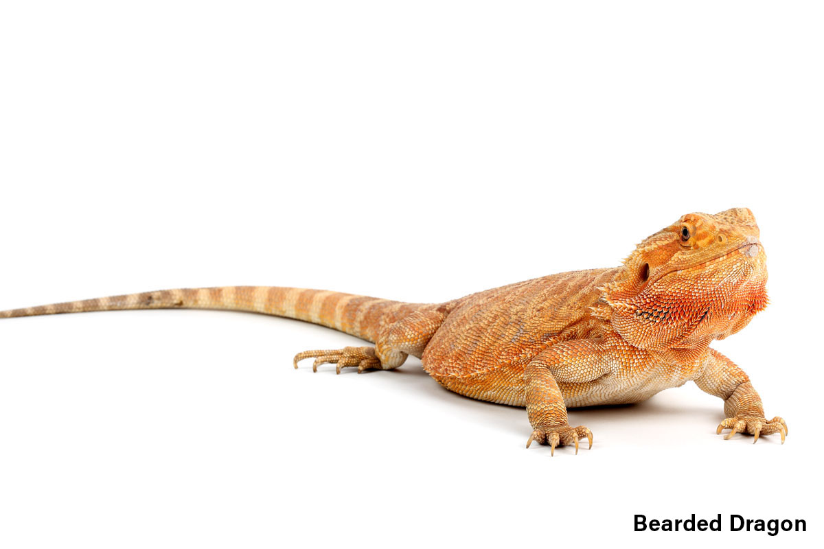 Bearded Dragon