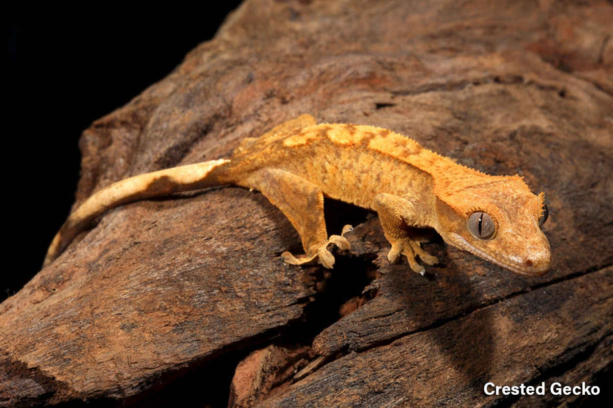 Crested Gecko