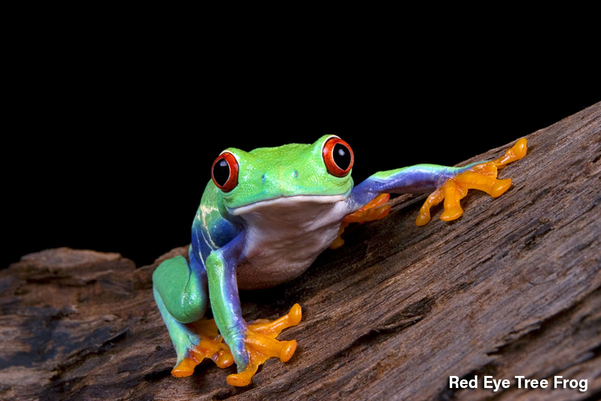 Red Eye Tree Frog