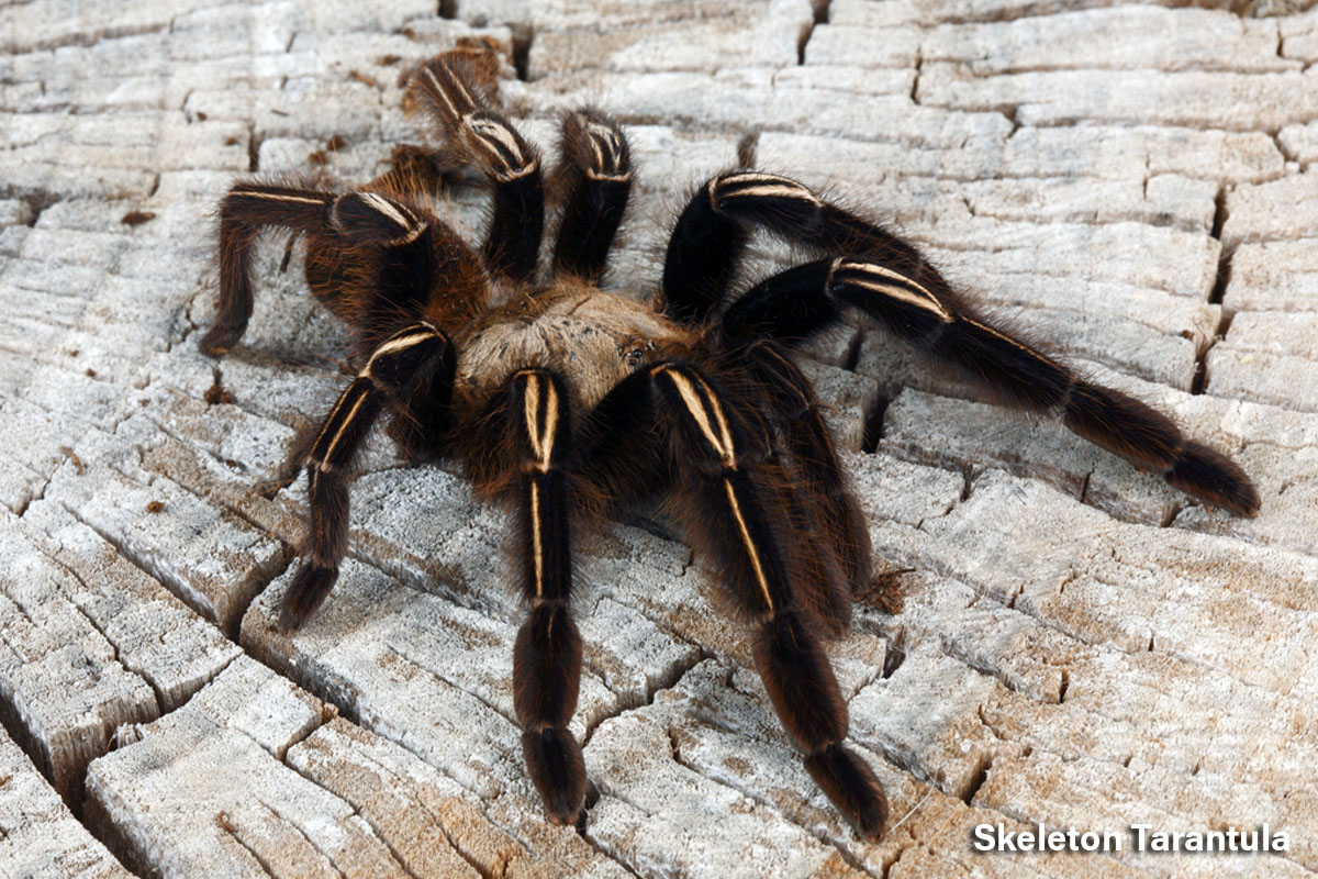 Skeleton Tarantula