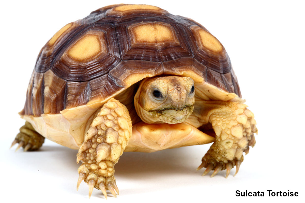 Sulcata Tortoise