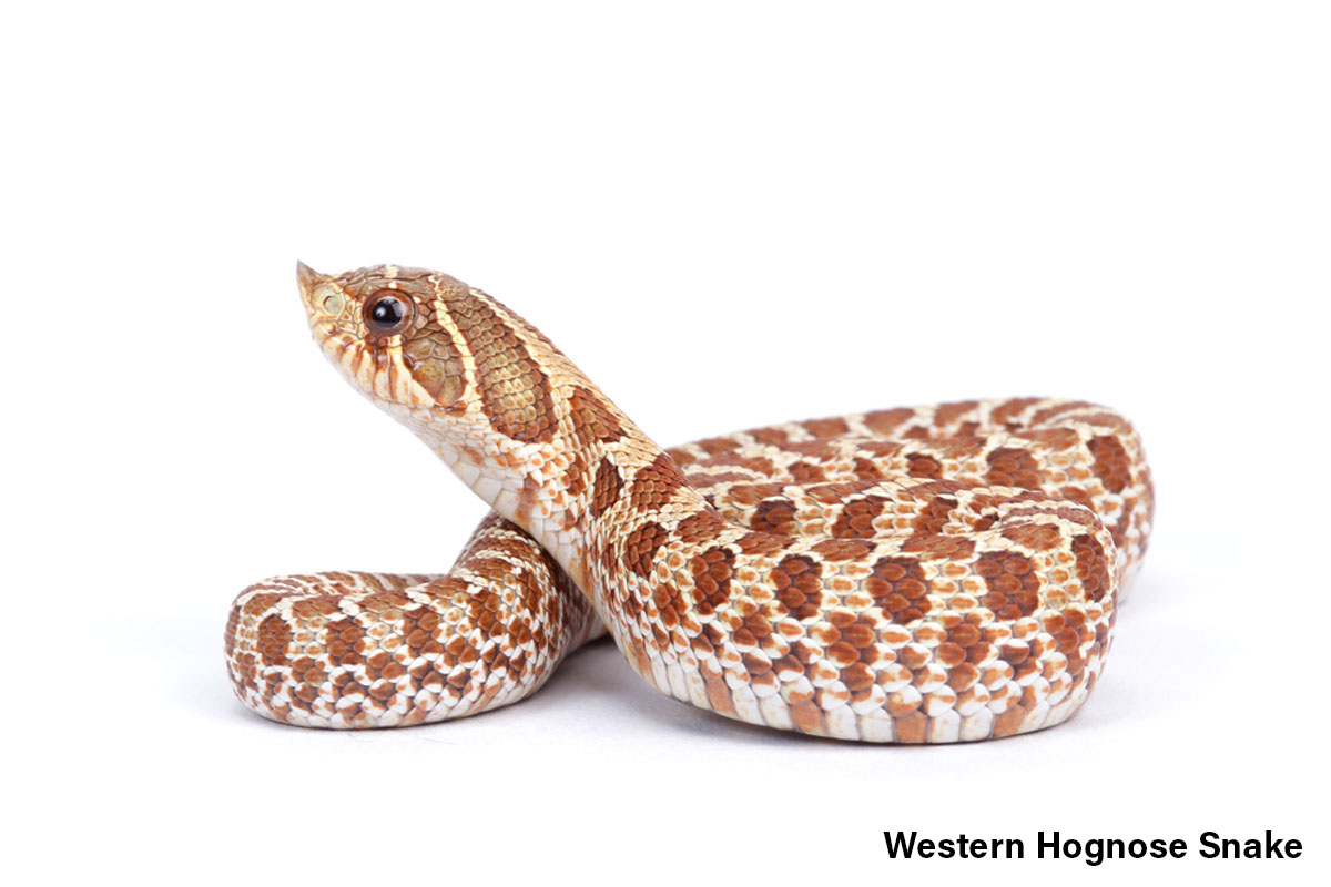 Western Hognose Snake