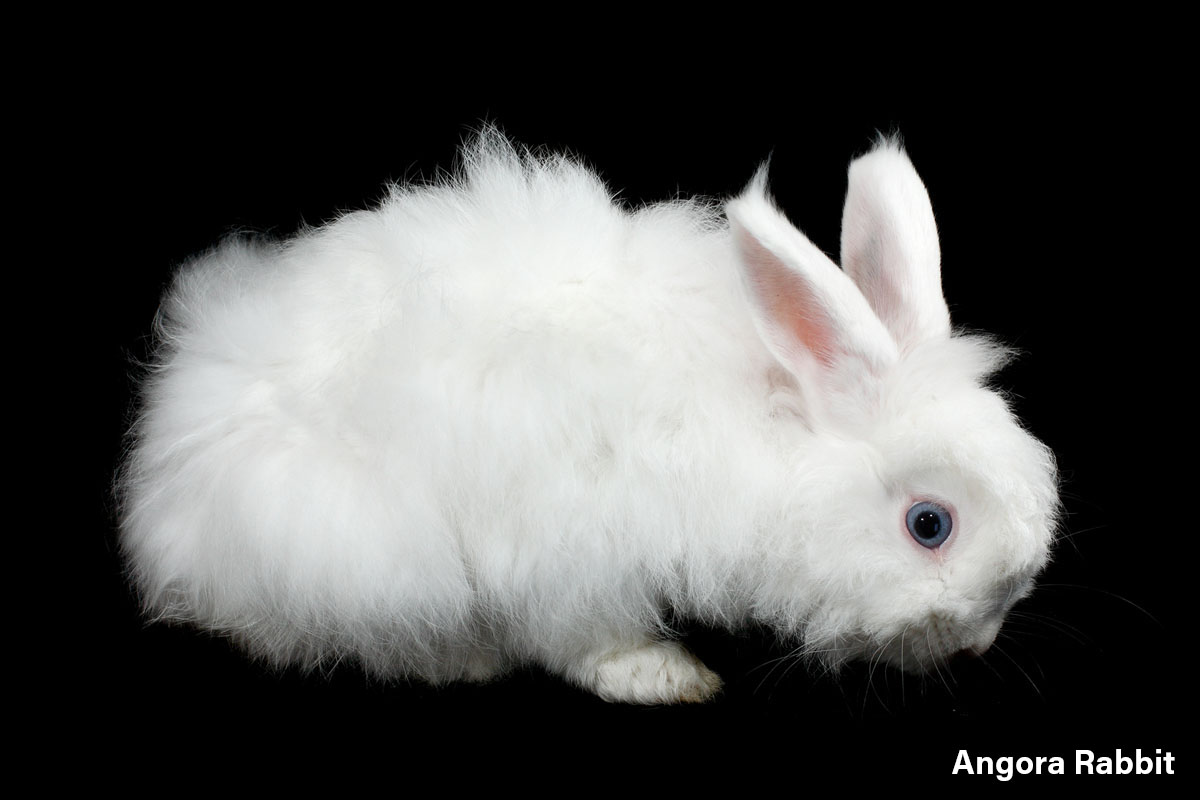 Angora Rabbit