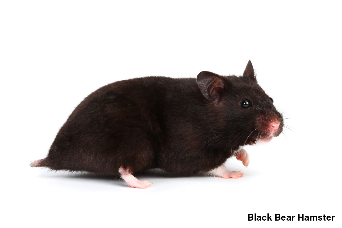 Black Bear Hamster