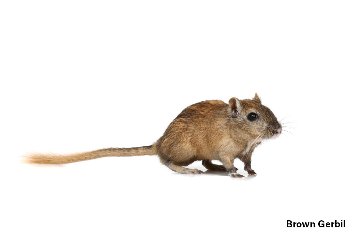 Brown Gerbil