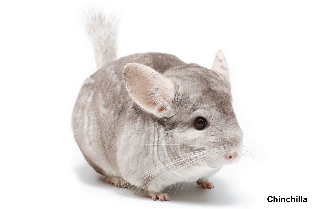 Chinchilla