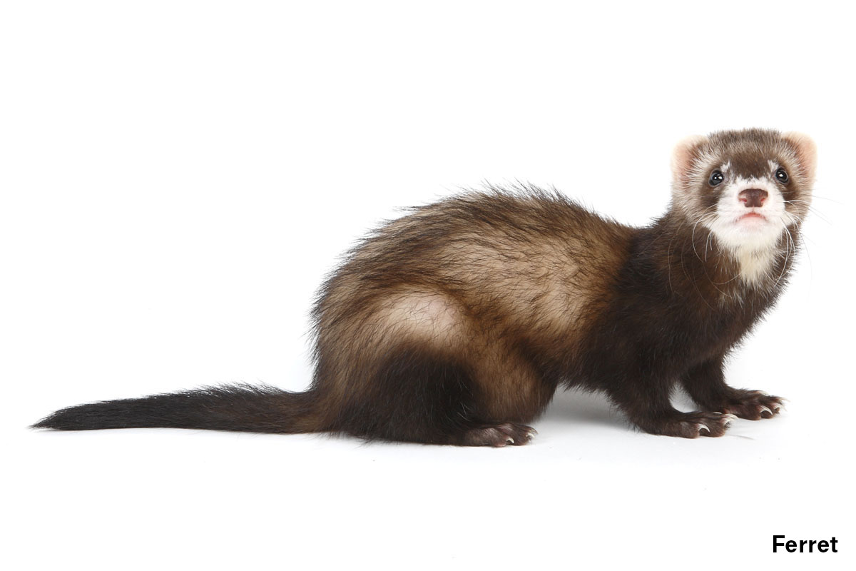 Ferret