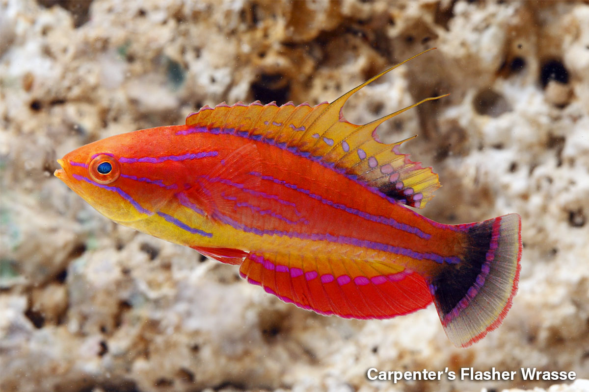 Carpenter's Flasher Wrasse