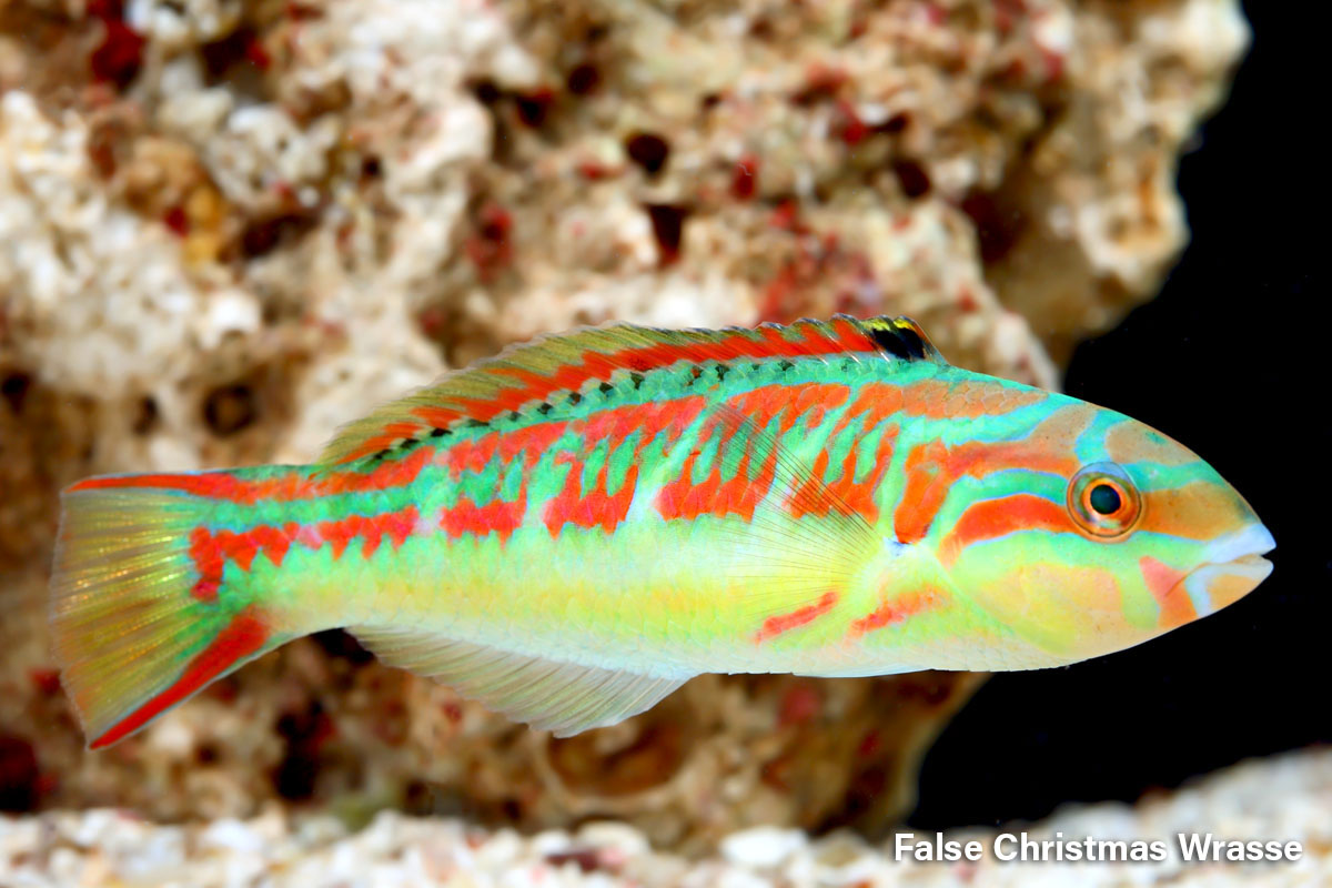 False Christmas Wrasse