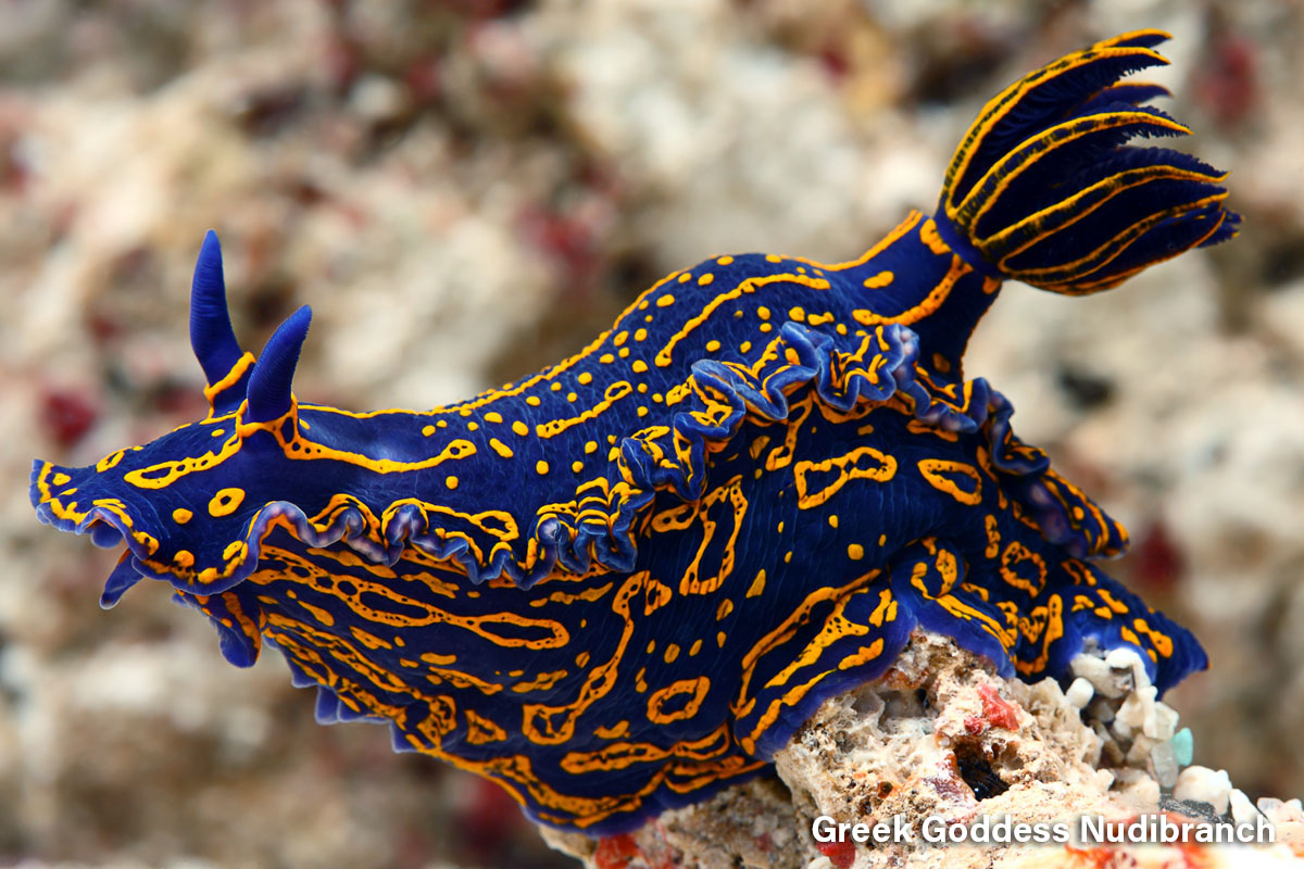 Greek Goddess Nudibranch