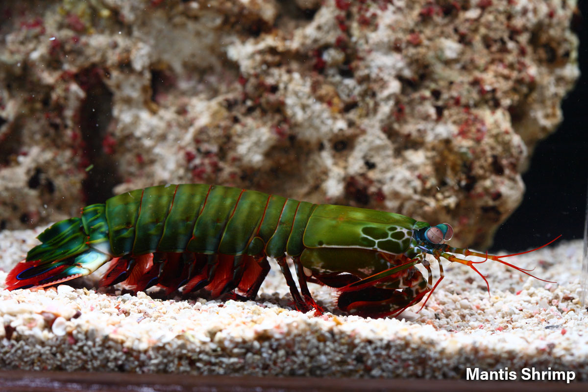 Mantis Shrimp