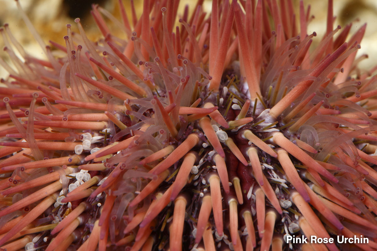 Pink Rose Urchin