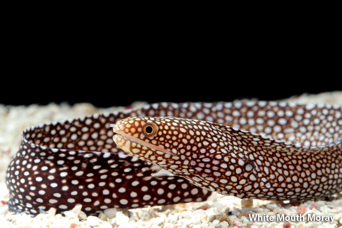 White Mouth Moray