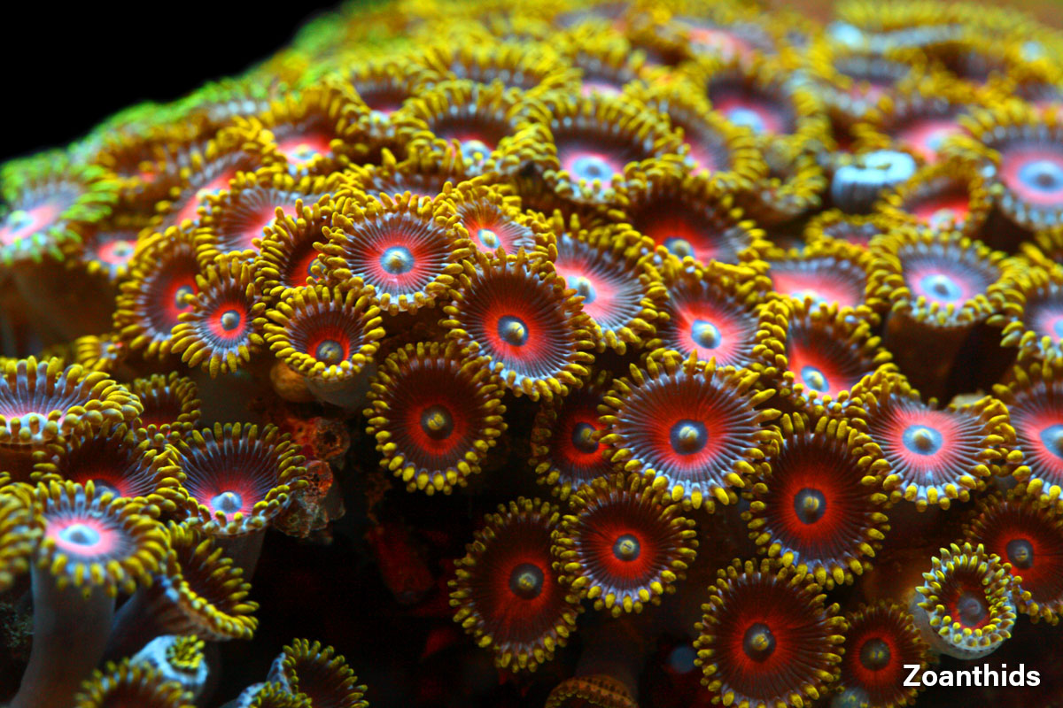 Zoanthids