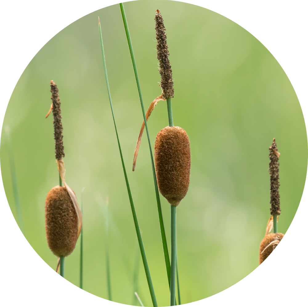 HydrOasis™ Dwarf Cattail