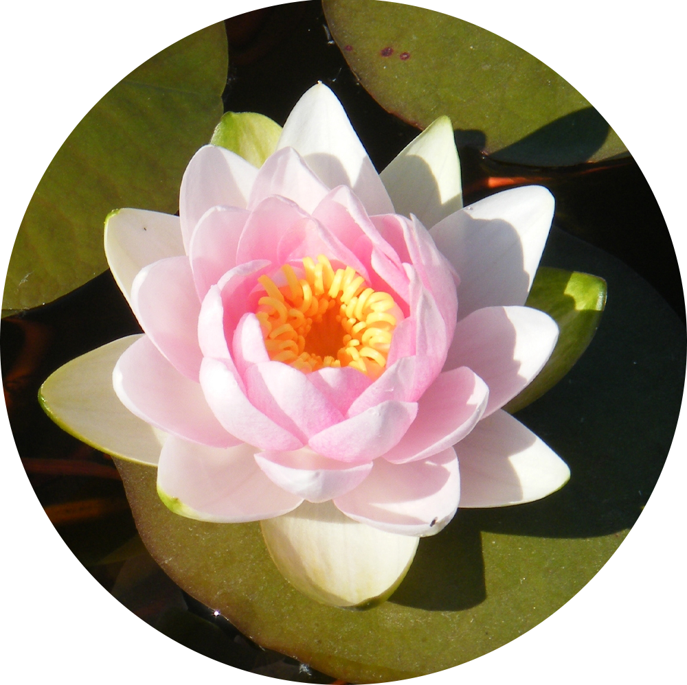 HydrOasis™ Changeable Hardy Water Lily