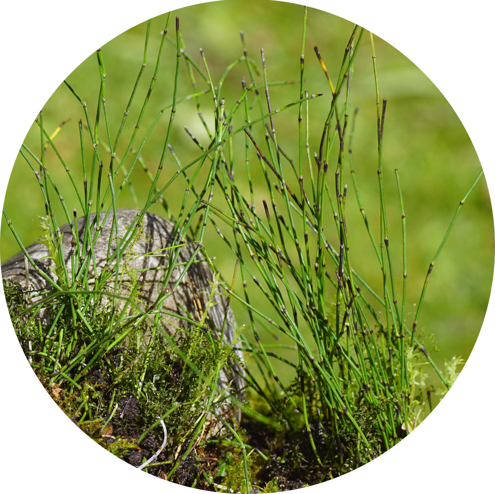 HydrOasis™ Dwarf Horse Tail Rush