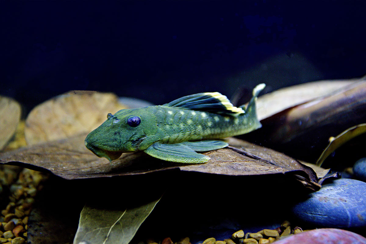 HydrOasis™ Jack leaves under Mango Pleco in aquarium