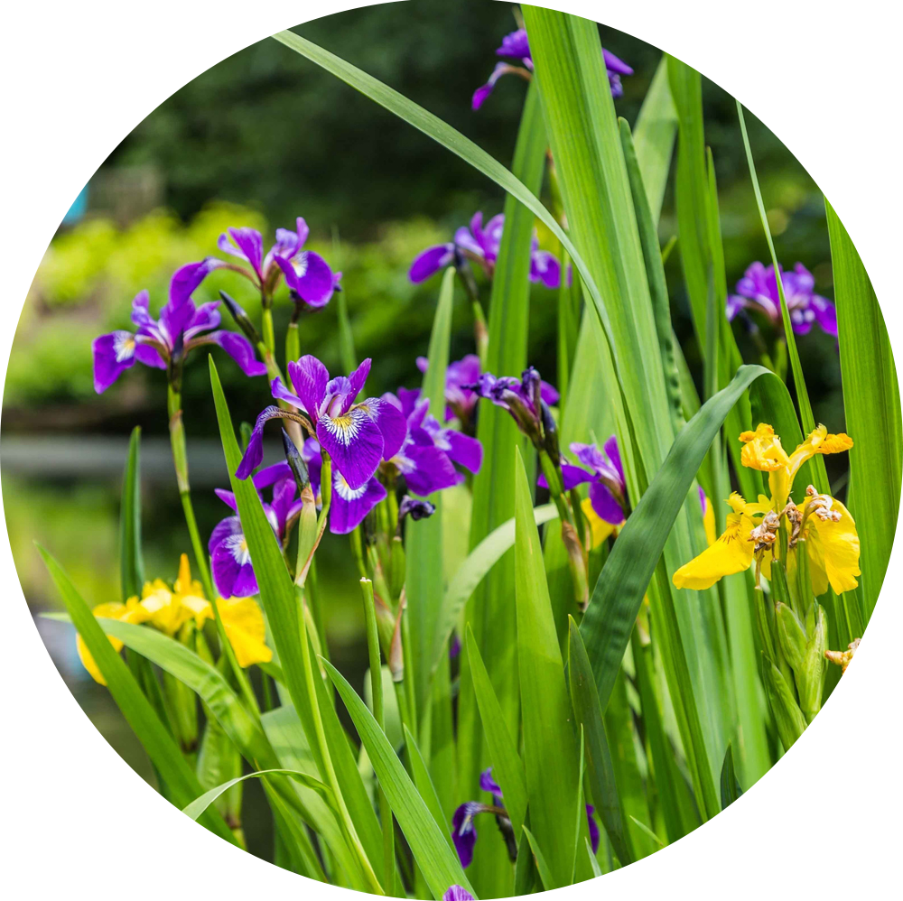 HydrOasis™ Assorted Iris