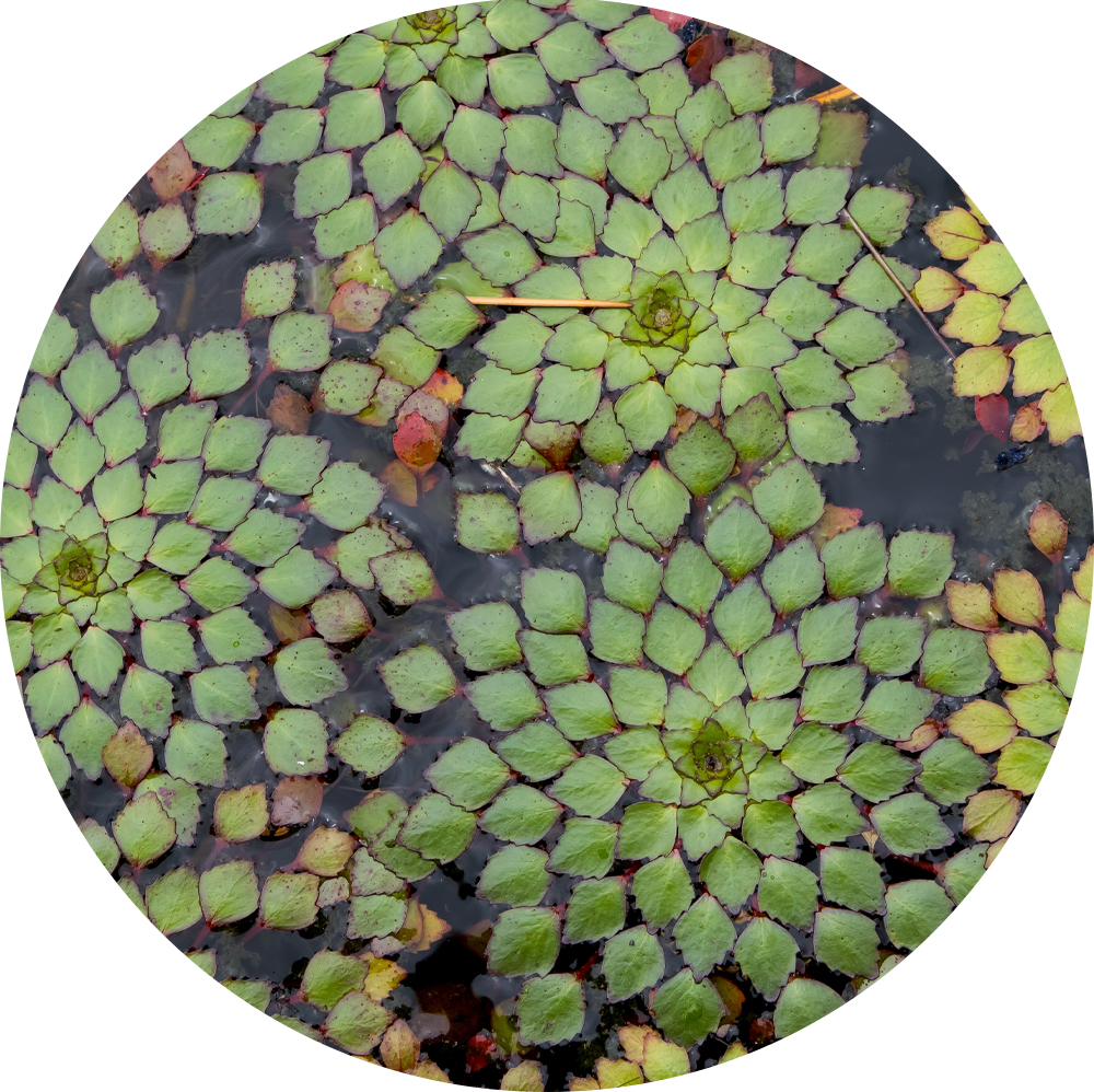 HydrOasis™ Mosiac Surface