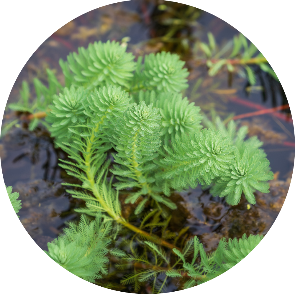 HydrOasis™ Parrot’s Feather