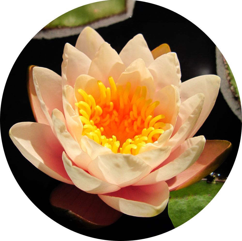 HydrOasis™ Peach Hardy Water Lily