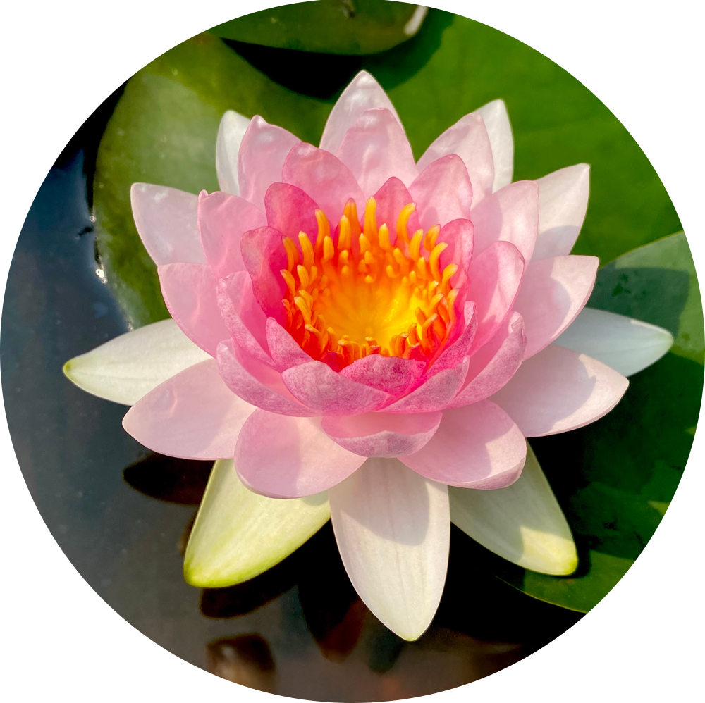 HydrOasis™ Pink Hardy Water Lily
