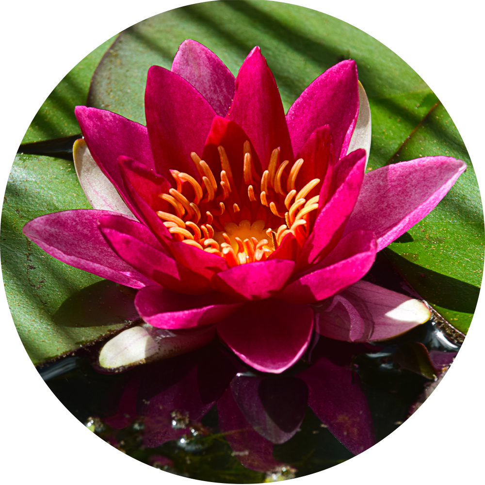 HydrOasis™ Red Hardy Water Lily