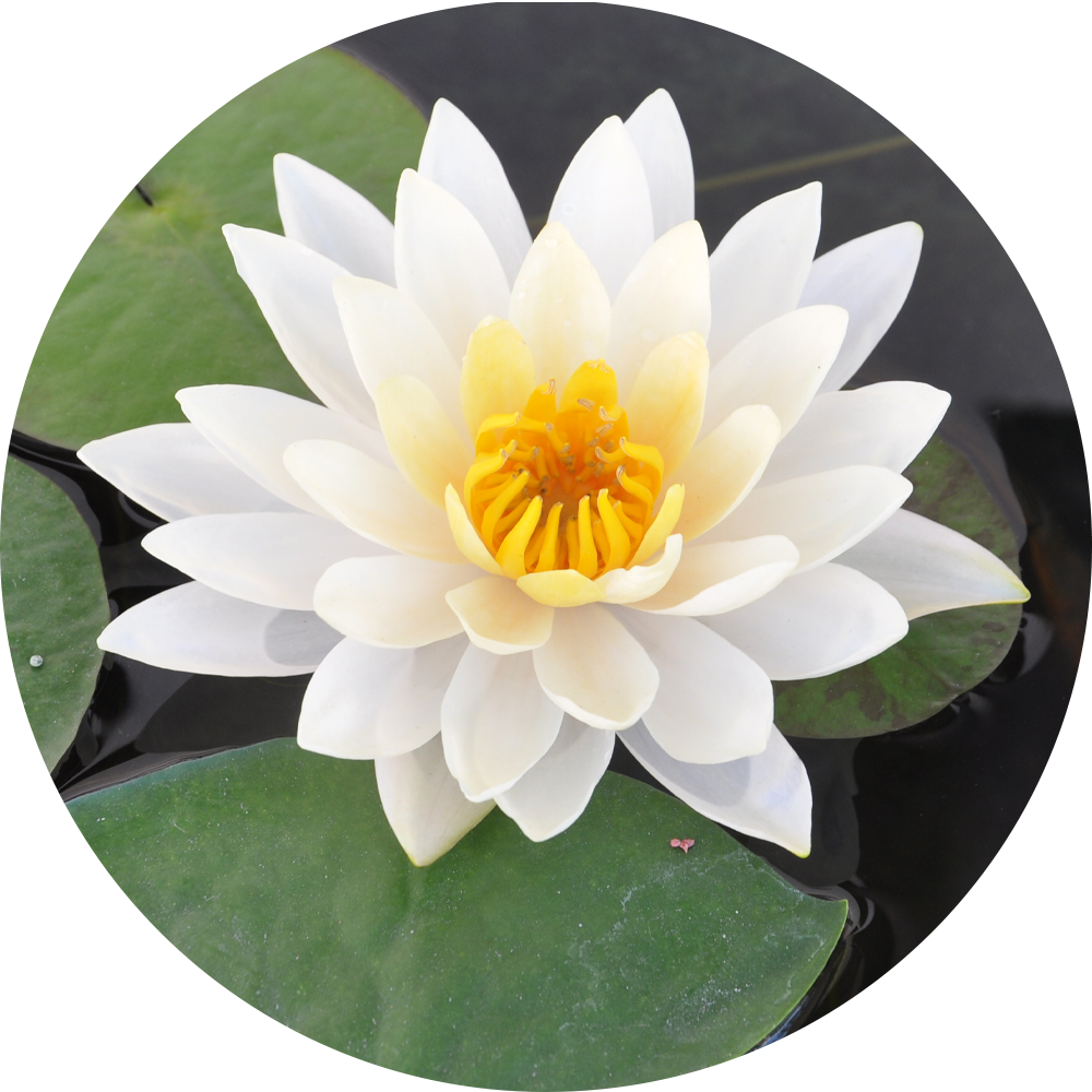 HydrOasis™ White Hardy Water Lily